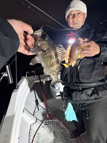 メバルの釣果