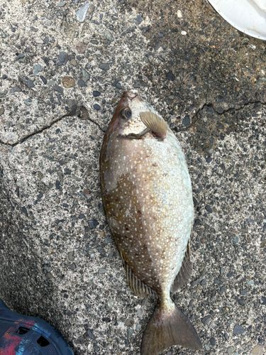 アイゴの釣果