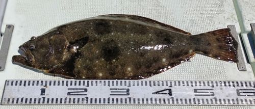 ヒラメの釣果