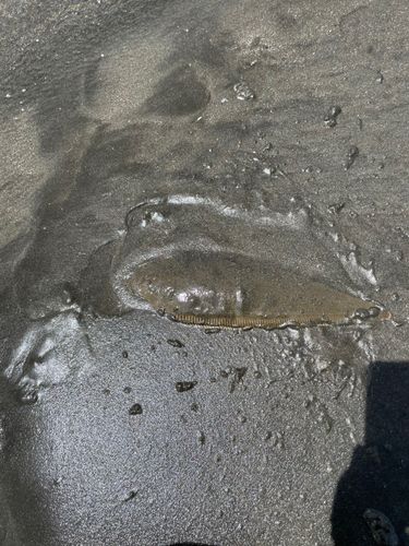 シタビラメの釣果