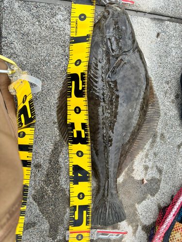 イシガレイの釣果
