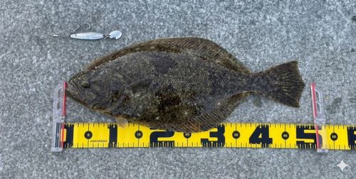 ヒラメの釣果
