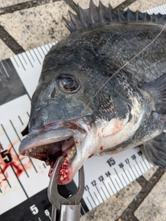 クロダイの釣果