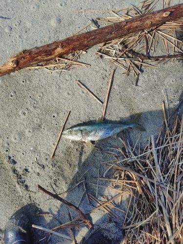イナダの釣果