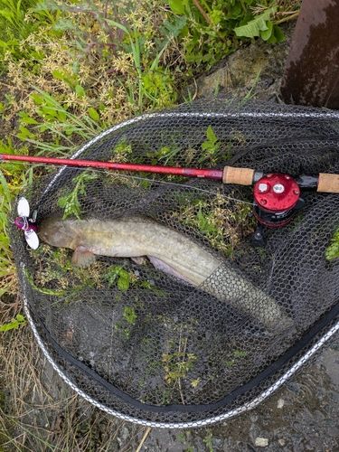 ニホンナマズの釣果