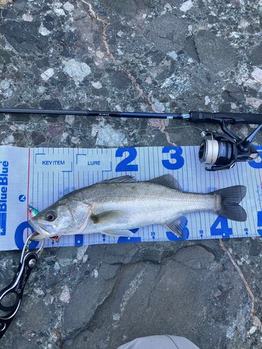 スズキの釣果