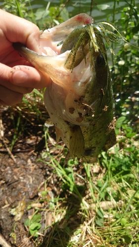 ブラックバスの釣果