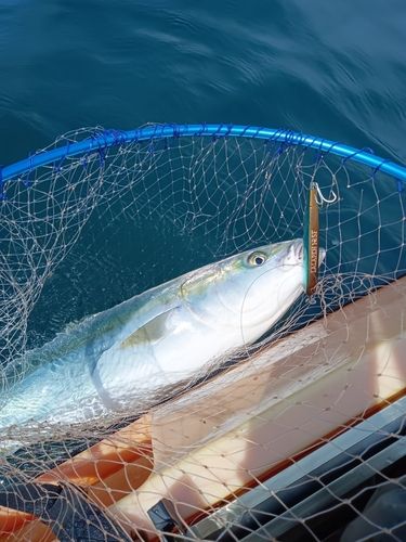 ワラサの釣果