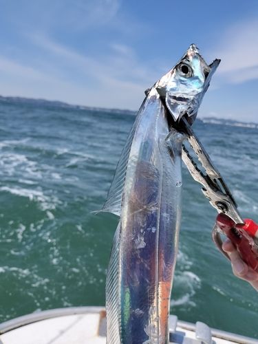 タチウオの釣果