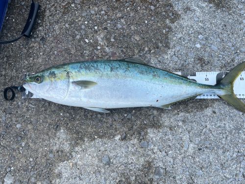 ハマチの釣果