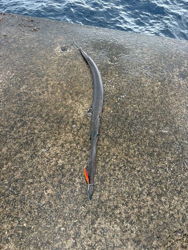 アオヤガラの釣果