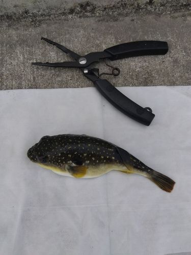クサフグの釣果
