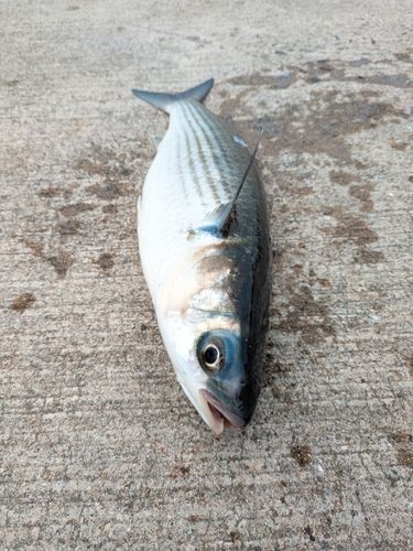 ボラの釣果