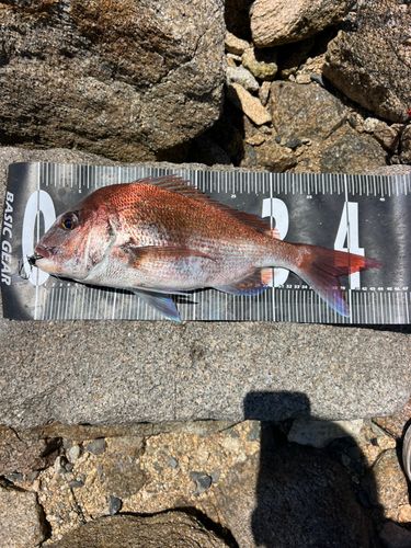 マダイの釣果
