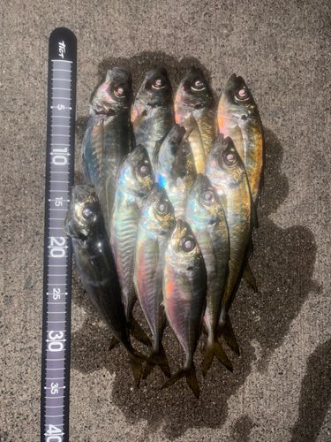 アジの釣果