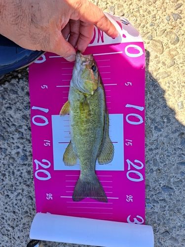 スモールマウスバスの釣果