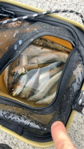 イワシの釣果