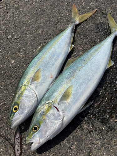 ワラサの釣果