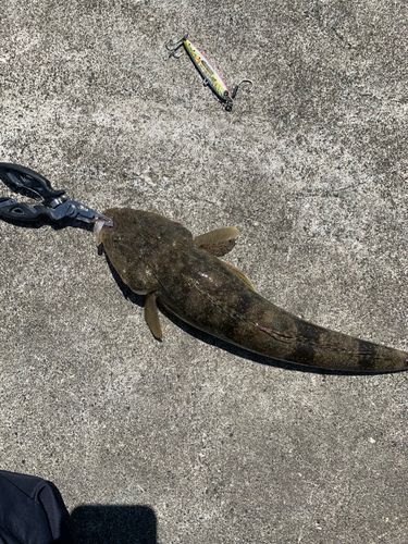 マゴチの釣果