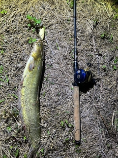 ナマズの釣果