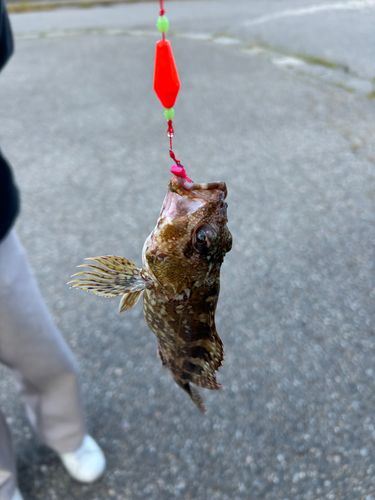 カサゴの釣果