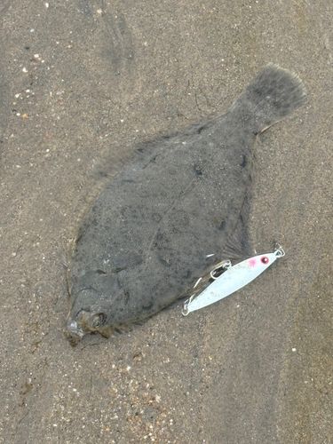 カレイの釣果