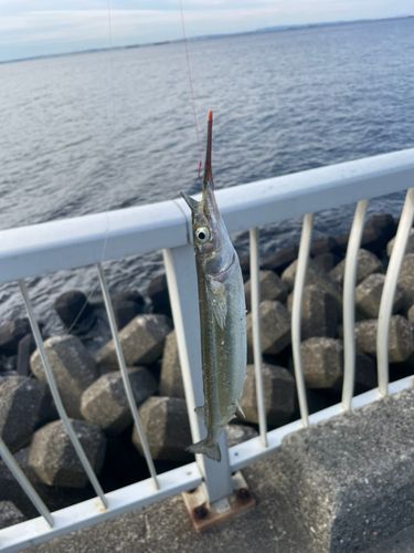 サヨリの釣果