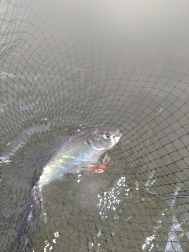 コノシロの釣果