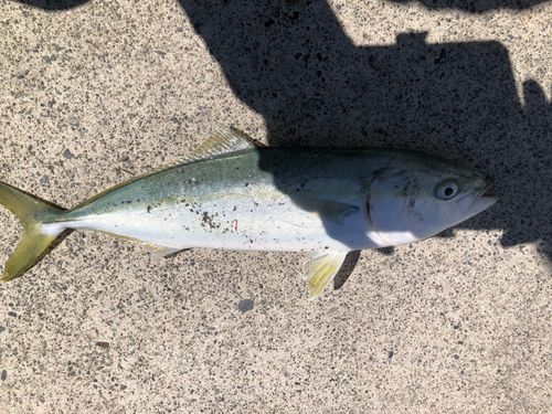 イナダの釣果
