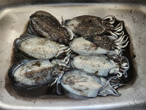 コウイカの釣果