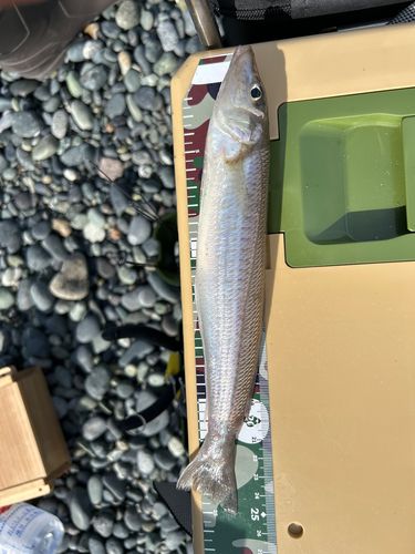 キスの釣果