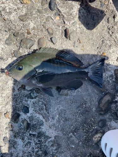 メジナの釣果