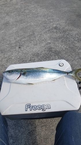 イナダの釣果