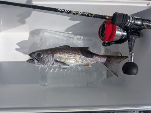 クロムツの釣果