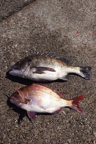 マダイの釣果