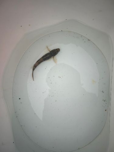 マハゼの釣果
