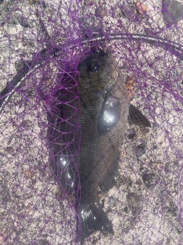 メジナの釣果