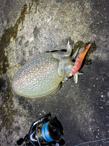 釣果