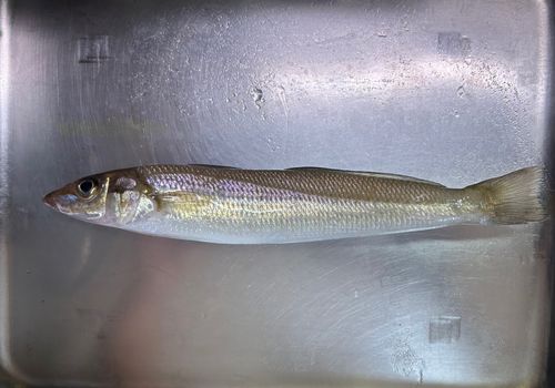 キスの釣果