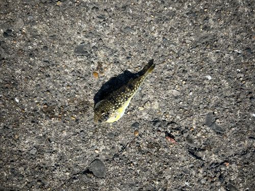 クサフグの釣果