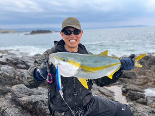 ヒラマサの釣果
