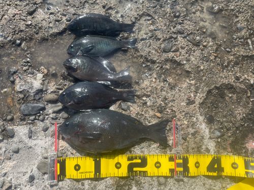 メジナの釣果