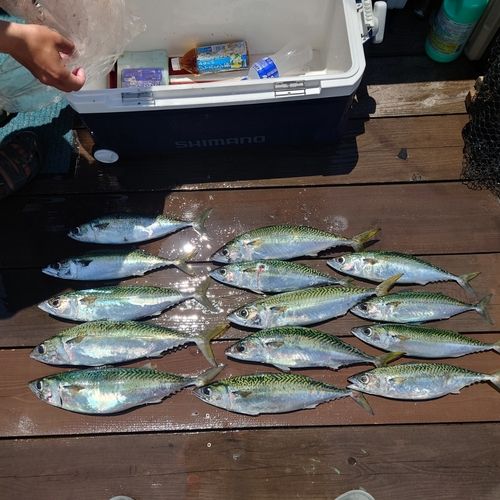 サバの釣果