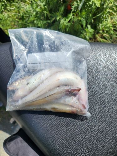 キスの釣果