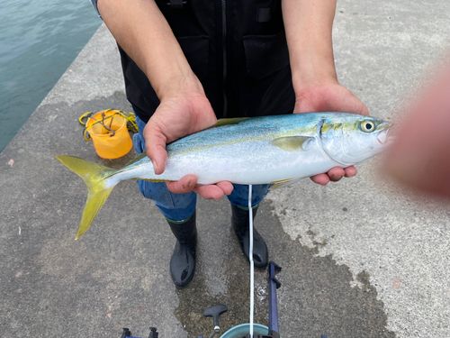 イナダの釣果