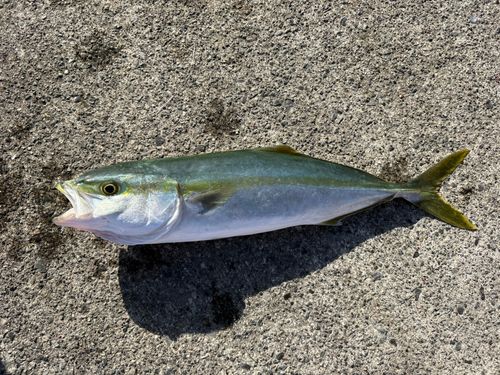 ワカシの釣果