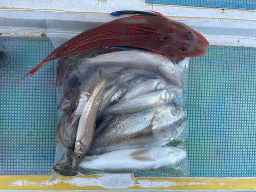 キスの釣果