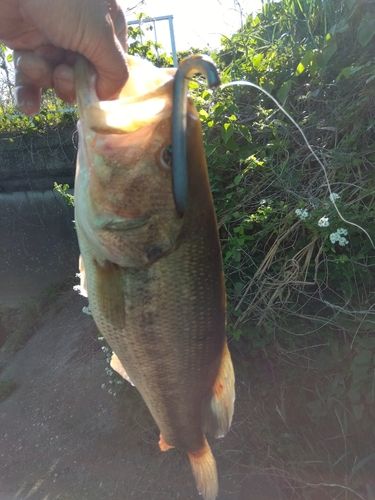 ラージマウスバスの釣果