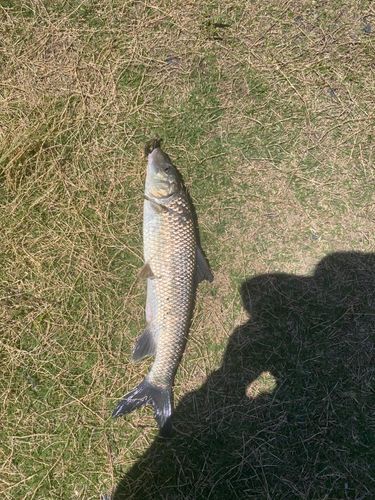 ニゴイの釣果