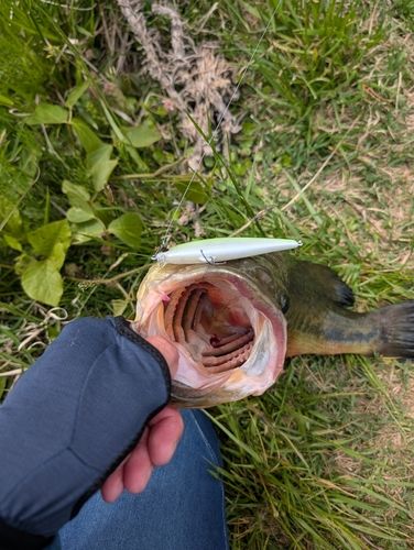 ラージマウスバスの釣果